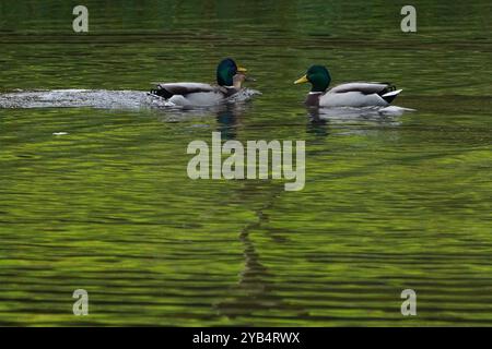 Kronberg, Hessen, Deutschland. Oktober 2024. Enten schwimmen in einem Teich mit den herbstlichen Farben der Bäume, die sich im Wasser in Kronberg spiegeln. (Kreditbild: © Matias Basualdo/ZUMA Press Wire) NUR REDAKTIONELLE VERWENDUNG! Nicht für kommerzielle ZWECKE! Stockfoto