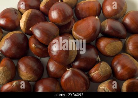 Stapel frisch geernteter brauner Kastanien mit weißem Hintergrund horizontal castanea sativa Stockfoto