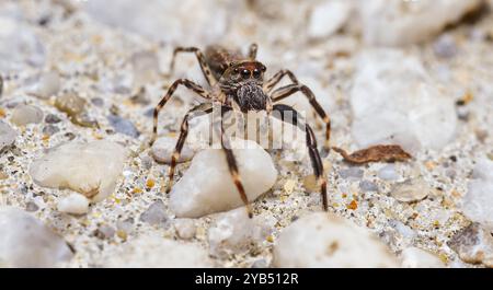 Makroaufnahme der Springspinne aus Bronze Jumper (Helpis minitabunda) auf Kieselsteinen in Hobart, Tasmanien, Australien. Stockfoto