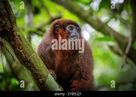 Madidi Titi Affe (Plecturocebus aureipalatii) aus dem peruanischen Amazonasgebiet Stockfoto