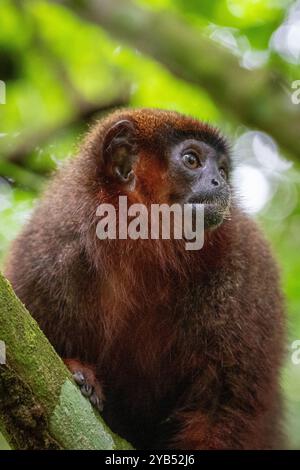 Madidi Titi Affe (Plecturocebus aureipalatii) aus dem peruanischen Amazonasgebiet Stockfoto