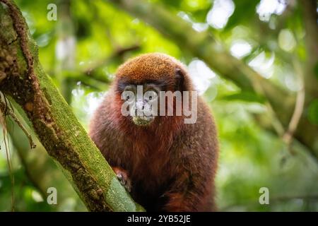 Madidi Titi Affe (Plecturocebus aureipalatii) aus dem peruanischen Amazonasgebiet Stockfoto