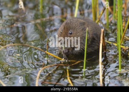 Ausgewachsene Nagetiere (Arvicola amphibius), die auf einem Schilfblatt in einem Schilfbeet auf einem Teich fressen, England, Vereinigtes Königreich, Europa Stockfoto