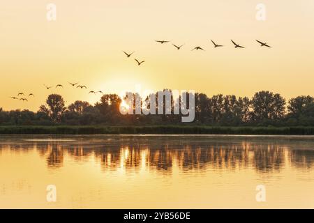 Graugänse fliegen über einen Teich, Sonnenaufgang, Sonnenstern, warmes Morgenlicht, Bäume, Thüringen, Deutschland, Europa Stockfoto