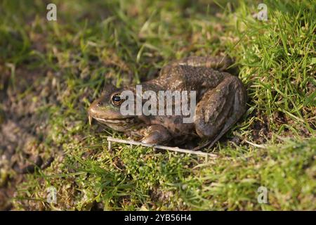 Marschfrosch (Pelophylax ridibundus), Erwachsener, der auf Gras ruht, England, Vereinigtes Königreich, Europa Stockfoto