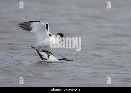 Pied avocet (Recurvirostra avosetta) zwei Erwachsene Watvögel paaren sich im Flachwasser, England, Vereinigtes Königreich, Europa Stockfoto