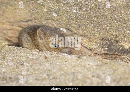 Braune Ratte (Rattus norvegicus) Jungnagetier, das aus einem Loch an einer Ziegelmauer auftaucht, England, Vereinigtes Königreich, Europa Stockfoto