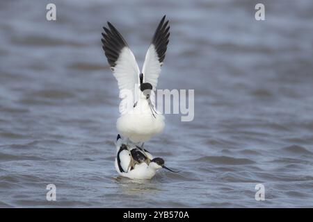 Pied avocet (Recurvirostra avosetta) zwei Erwachsene Watvögel paaren sich im Flachwasser, England, Vereinigtes Königreich, Europa Stockfoto