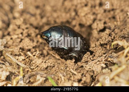 Schwarzölkäfer (Meloe proscarabaeus), Weibchen, das ein Loch in den Boden gräbt, um ihre Eier zu legen, Wallis, Schweiz, Europa Stockfoto