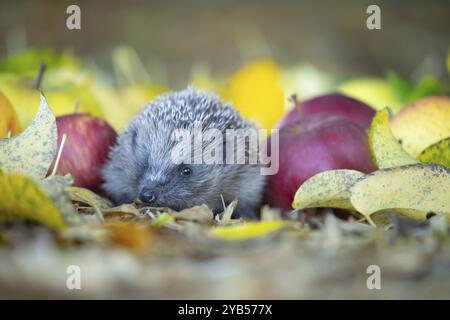 Europäischer Igel (Erinaceus europaeus) ausgewachsenes Tier unter gefallenen Äpfeln in einem städtischen Garten mit herbstlichen Blättern im Herbst, England, Vereinigter König Stockfoto