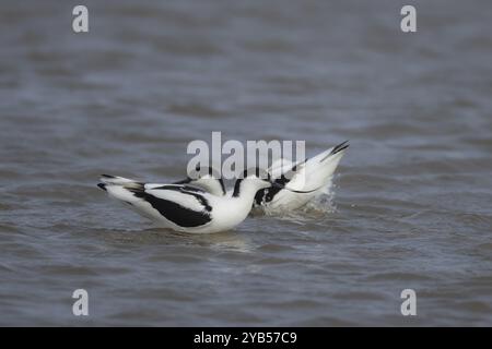 Pied avocet (Recurvirostra avosetta) zwei Erwachsene Watvögel im Flachwasser, England, Vereinigtes Königreich, Europa Stockfoto