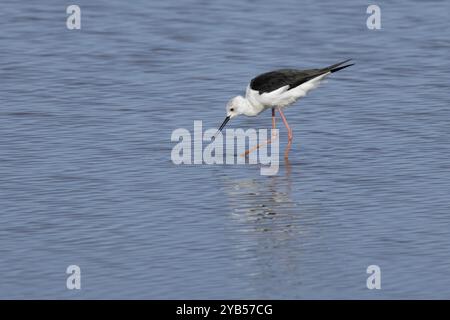 Schwarzer geflügelter Stelzen (Himantopus himantopus), adulter Watvogel, der im Flachwasser füttert, England, Vereinigtes Königreich, Europa Stockfoto