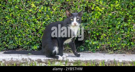 schwarze und weiße Katze Stockfoto