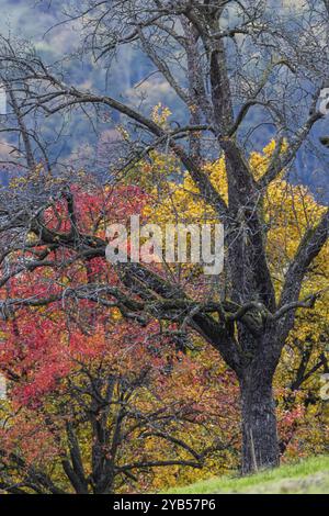 Herbst auf der Schwäbischen Alb, Obstbäume in einer Wiese mit bunten Blättern. Landschaft bei Eningen unter Achalm, Baden-Württemberg, Deutschland, EU Stockfoto