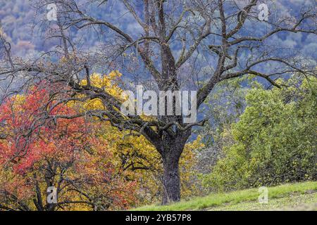 Herbst auf der Schwäbischen Alb, Obstbäume in einer Wiese mit bunten Blättern. Landschaft bei Eningen unter Achalm, Baden-Württemberg, Deutschland, EU Stockfoto