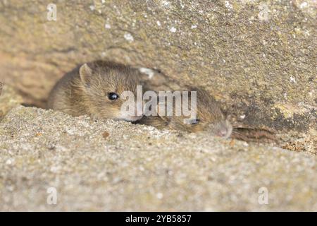 Braune Ratte (Rattus norvegicus) zwei junge Nagetiere, die aus einem Loch an einer Ziegelmauer auftauchen, England, Vereinigtes Königreich, Europa Stockfoto