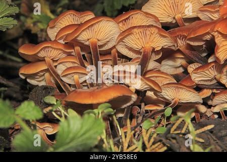 Flammulina velutipes ist ein frostresistenter Pilz, der in den Wintermonaten von September bis April auf Baumstümpfen wächst Stockfoto