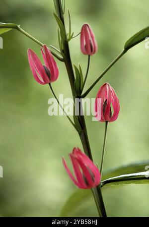 Rote Blumen der schönen Malve Stockfoto