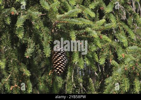 Kiefernzapfen eines Baumes in den Schweizer Alpen Stockfoto
