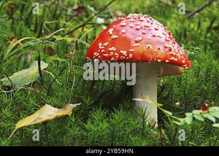 Fliegenpilz in Moos, Fliegenpilz in Moos Stockfoto