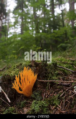 Ein gelber Stagshorn (Calocera viscosa) im Thüringer Wald. Yello Hirschhornpilz Stockfoto