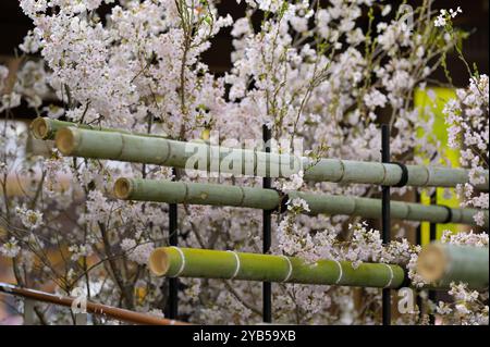 Das historische innere Viertel des Meiji-Schreins, Tokyo Shibuya JP Stockfoto