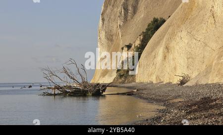 Szene in Moens Klint, Dänemark. Umgestürzter Baum Stockfoto