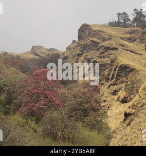 Bergseite in Nepal mit blühenden Rhododendronen Stockfoto