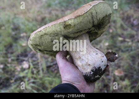 Großer Stachelpilz in der Hand Stockfoto