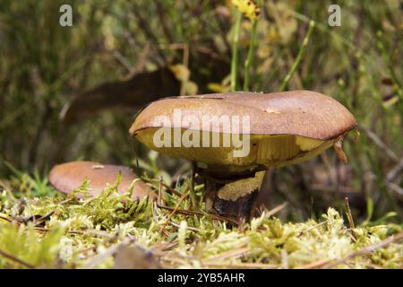 Suillus luteus im Moos Suillus luteus im Moos Stockfoto