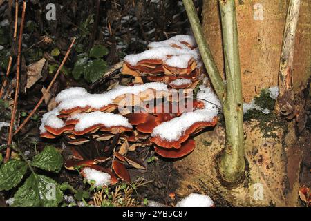 Flammulina velutipes ist ein frostresistenter Pilz, der in den Wintermonaten von September bis April auf Baumstümpfen wächst Stockfoto