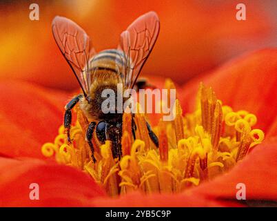 Placentia, Kalifornien, USA. Oktober 2024. Eine Honigbiene sammelt Pollen und Nektar auf einer orangen mexikanischen Sonnenblume. An einem bewölkten Morgen, in Placentia, Kalifornien, wimmelt es von neuen Blüten, Bienen, Vögeln und den ersten Anzeichen des Herbstes. (Kreditbild: © Bruce Chambers/ZUMA Press Wire) NUR REDAKTIONELLE VERWENDUNG! Nicht für kommerzielle ZWECKE! Stockfoto