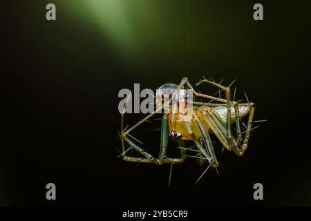 Die Lynx-Spinne hängt kopfüber von ihrem Netz, hält und isst eine Fliege, die sie gefangen hat. Stockfoto