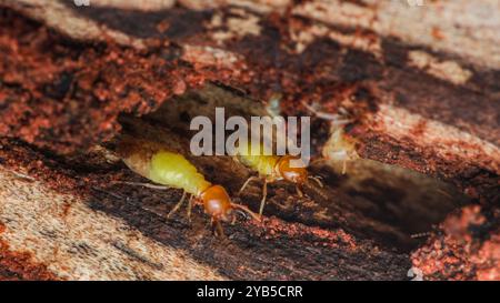 Nahaufnahme von Termiten, die Holz fressen und Schäden und Befall verursachen. Termiten, Holz, Schädlingsbekämpfung, Befall, Prävention. Stockfoto