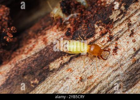 Makrofotografie einer Termite, die auf Holz läuft, zeigt ihre komplizierten Details und Texturen. Stockfoto