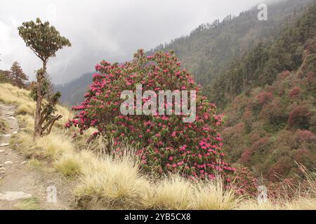 Hellrosa Rhododendron blüht im Frühling Stockfoto