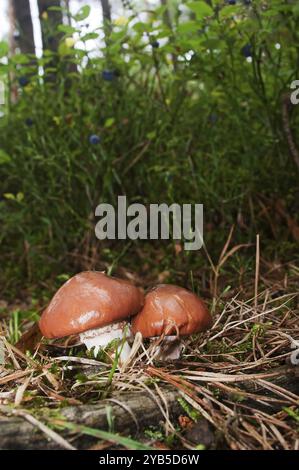 Butterboleten (Suillus luteus) oder Butterpilze Stockfoto