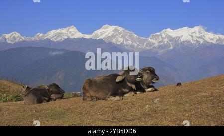 Liegen Wasserbüffelkälber und Manaslu-Gebirge. Szene in Ghale Gaun, Nepal, Asien Stockfoto