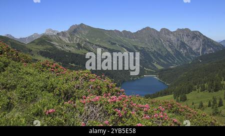 Alpenrosen und Arnensee, Schweiz, Europa Stockfoto