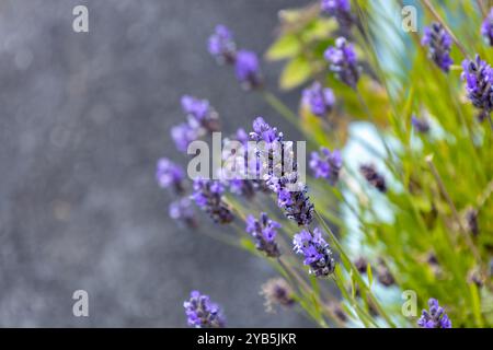 Abstrakter Texturhintergrund mit lila englischen Lavendelblüten, vor einer defokussierten grauen Steinmauer Stockfoto