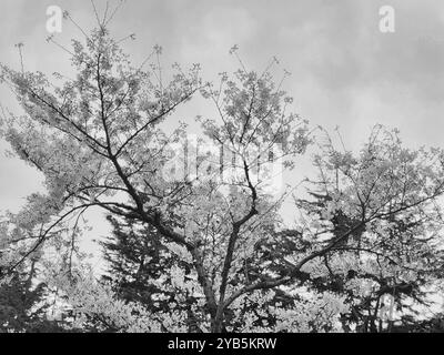 Ein Bild von wunderschönen Kirschblüten in Schwarz-weiß Stockfoto