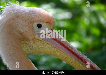 Detaillierte Nahaufnahme des Kopfes eines Pelikans mit seinem komplizierten Gefieder und seinen Eigenschaften. Vor einem leuchtend grünen Hintergrund, der das n des Vogels betont Stockfoto