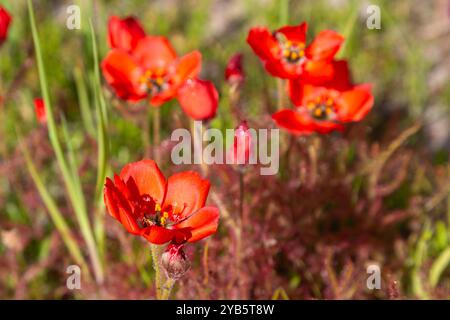 Südafrikanische Wildblume: Die wunderschöne rotblühende Form des Sonnentau Drosera cistiflora (eine fleischfressende Pflanze) in natürlichem Lebensraum westlich von Darling, S Stockfoto