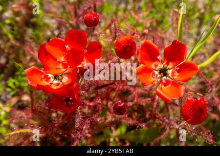 Südafrikanische Wildblume: Die wunderschöne rotblühende Form des Sonnentau Drosera cistiflora (eine fleischfressende Pflanze) in natürlichem Lebensraum westlich von Darling, S Stockfoto