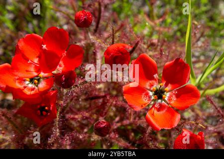 Südafrikanische Wildblume: Die wunderschöne rotblühende Form des Sonnentau Drosera cistiflora (eine fleischfressende Pflanze) in natürlichem Lebensraum westlich von Darling, S Stockfoto