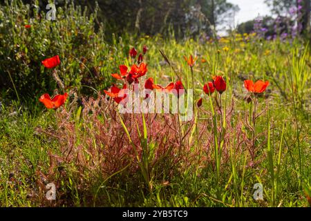 Südafrikanische Wildblume: Die wunderschöne rotblühende Form des Sonnentau Drosera cistiflora (eine fleischfressende Pflanze) in natürlichem Lebensraum westlich von Darling, S Stockfoto