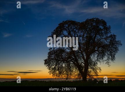 Lietzen, Deutschland. Oktober 2024. Der Komet Tsuchinshan-Atlas ist am Abendhimmel über Brandenburg zu sehen. Tsuchinshan Atlas, auch bekannt als C/2023 A3, stammt aus der Oort-Wolke, einer Sammlung von Objekten am äußersten Rand des Sonnensystems, und bewegt sich seit sehr langer Zeit in Richtung Sonne. Quelle: Patrick Pleul/dpa/Alamy Live News Stockfoto