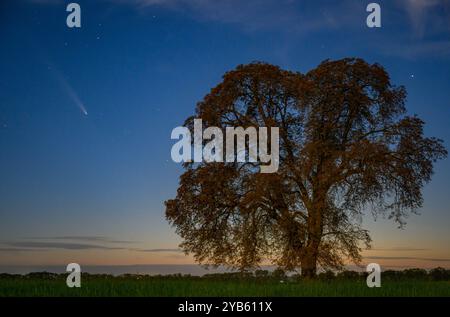 Lietzen, Deutschland. Oktober 2024. Der Komet Tsuchinshan-Atlas ist am Abendhimmel über Brandenburg zu sehen. Tsuchinshan Atlas, auch bekannt als C/2023 A3, stammt aus der Oort-Wolke, einer Sammlung von Objekten am äußersten Rand des Sonnensystems, und bewegt sich seit sehr langer Zeit in Richtung Sonne. Quelle: Patrick Pleul/dpa/Alamy Live News Stockfoto