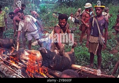 Huli-Stämme, die Schweine bei einem rituellen Schweinefest in der Nähe von Tari im südlichen Hochland Papua-Neuguineas rösten. Stockfoto