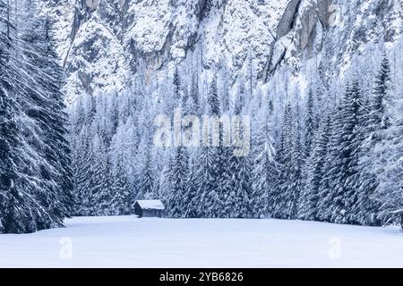 Eine kleine Holzhütte befindet sich in einer schneebedeckten Lichtung, umgeben von dichtem Wald in den italienischen Alpen. Die majestätischen Dolomiten-Klippen im Hintergrund sind komplett Stockfoto